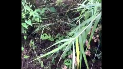 Bot hẹn top bú cu