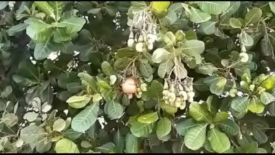 SỤC CẶC TRONG RỪNG SÂU